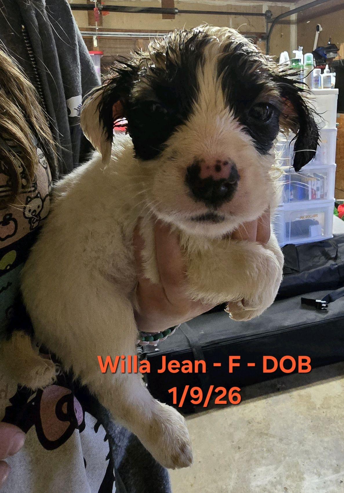 Enlarge Willa Jean, an adopted mixed breed in Klamath Falls, OR image 1/2