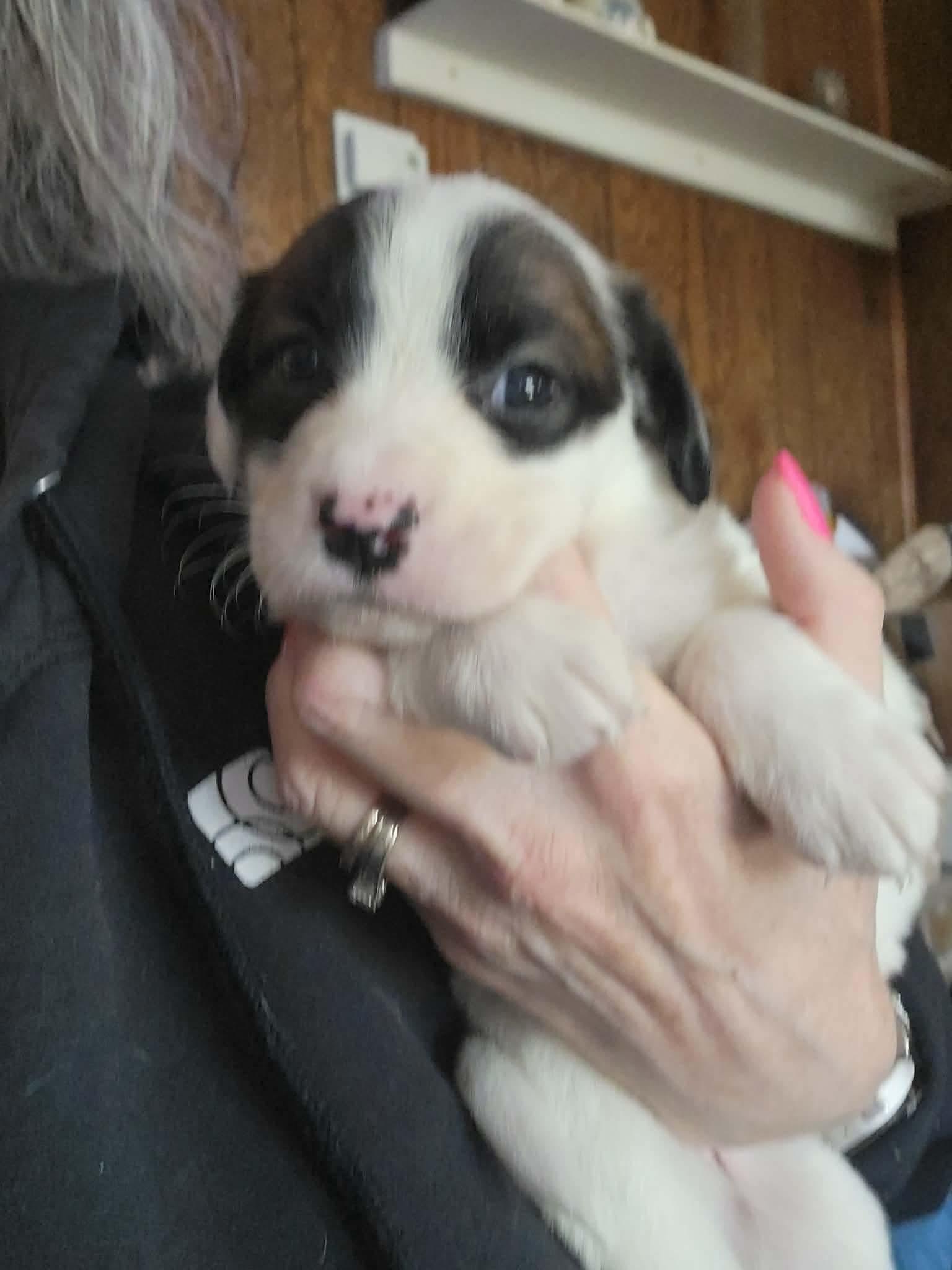 Enlarge Willa Jean, an adopted mixed breed in Klamath Falls, OR image 2/2