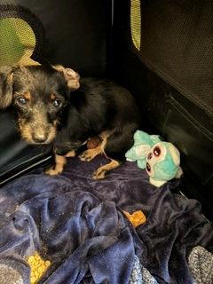 Stick, Adoptable, Young Male Dachshund.