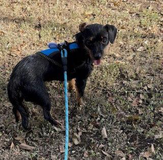 Enlarge Stick, a Adoptable Dachshund in Austin, TX image 2/3