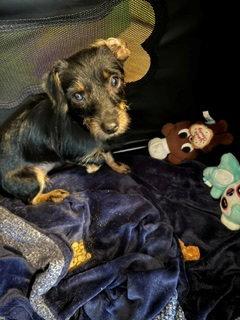 Enlarge Stick, a Adoptable Dachshund in Austin, TX image 3/3