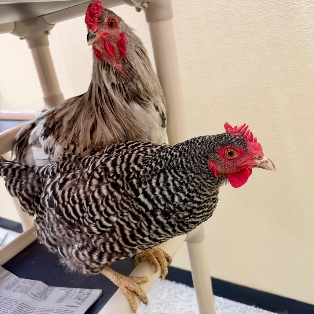 MILO-Stray-chicken1, Adoptable, Baby Male Chicken.