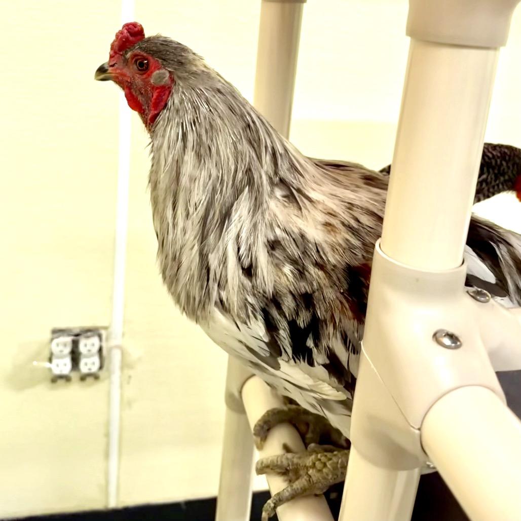 Enlarge MILO-Stray-chicken1, a Adoptable Chicken in Point Richmond, CA image 2/2