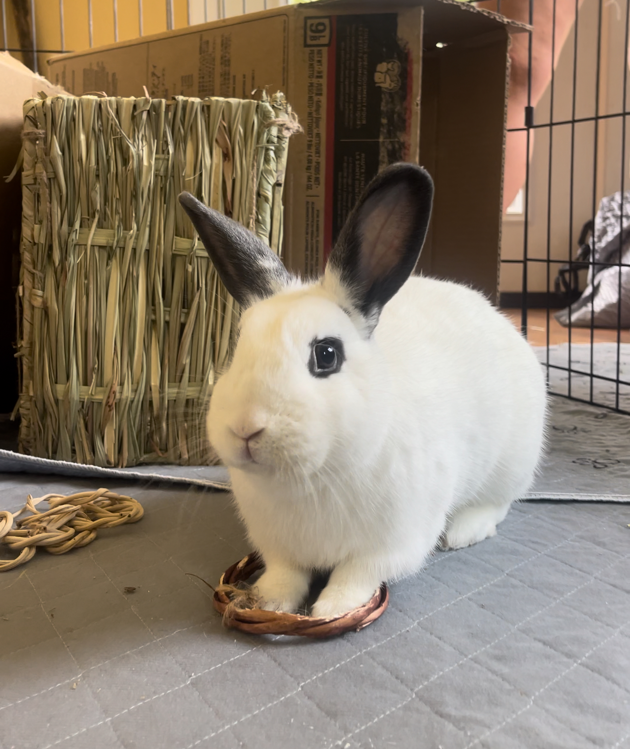 Enlarge David, an adoptable mixed breed in St. Charles, IL image 1/5