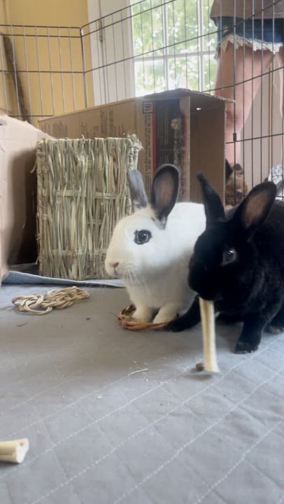 Enlarge David, an adoptable mixed breed in St. Charles, IL video 3/5