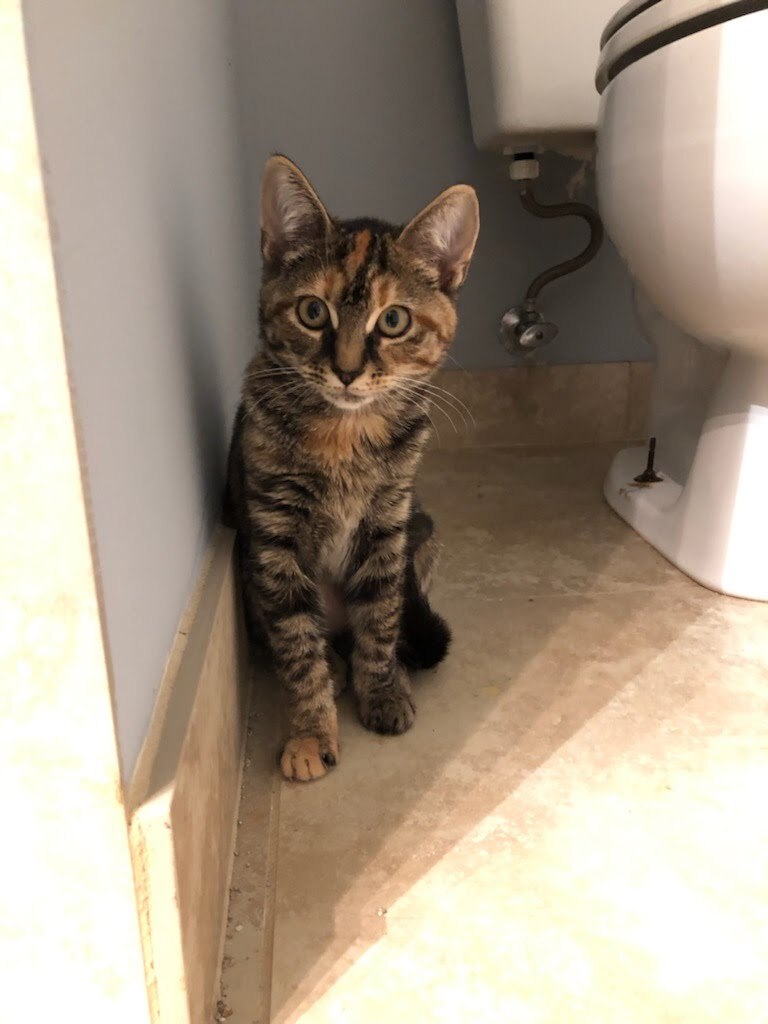 Enlarge Buffy, a Adoptable Domestic Short Hair in Dacula, GA image 1/6