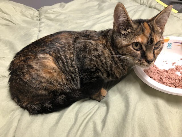 Enlarge Buffy, a Adoptable Domestic Short Hair in Dacula, GA image 2/6