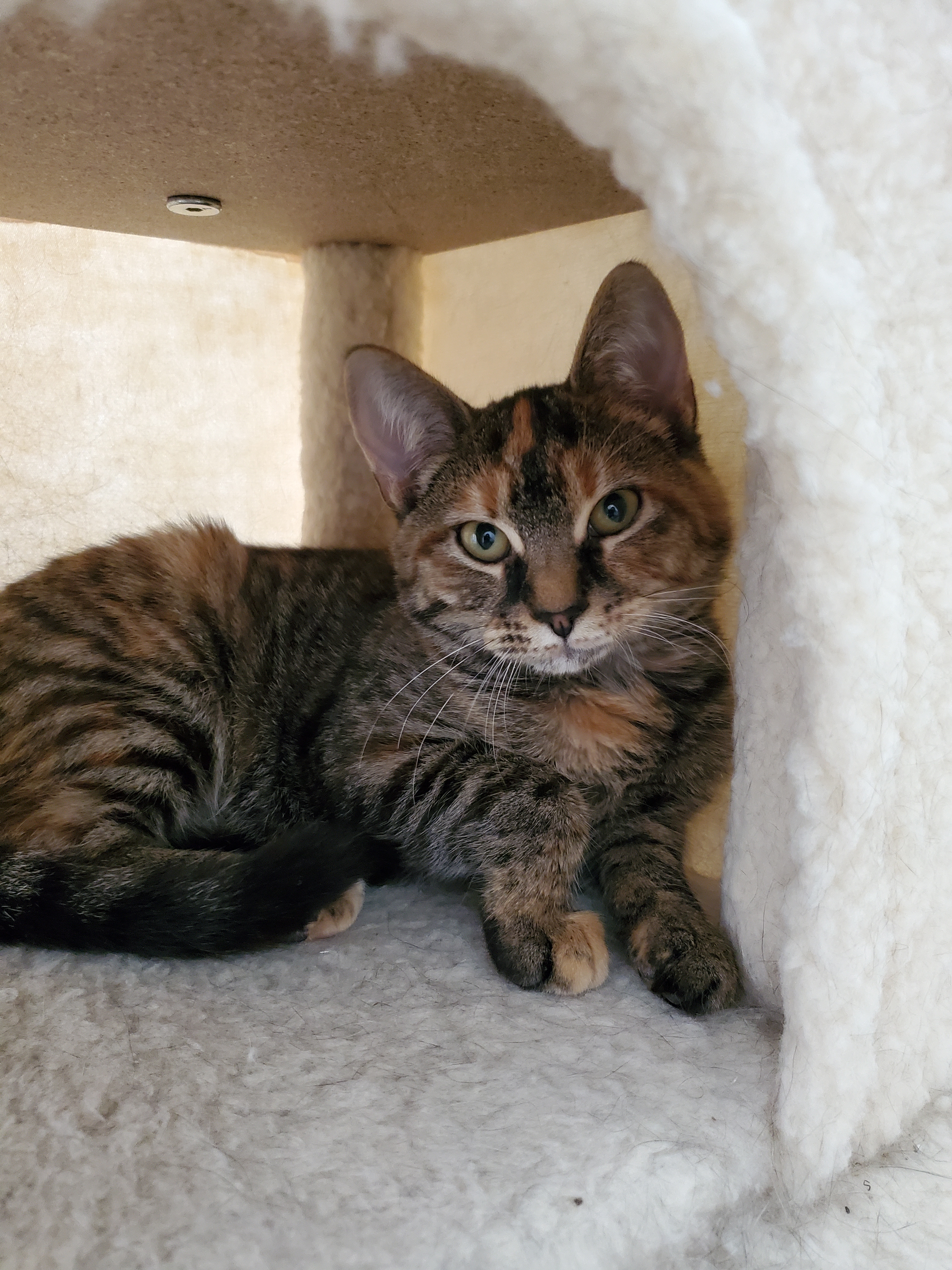 Enlarge Buffy, a Adoptable Domestic Short Hair in Dacula, GA image 3/6