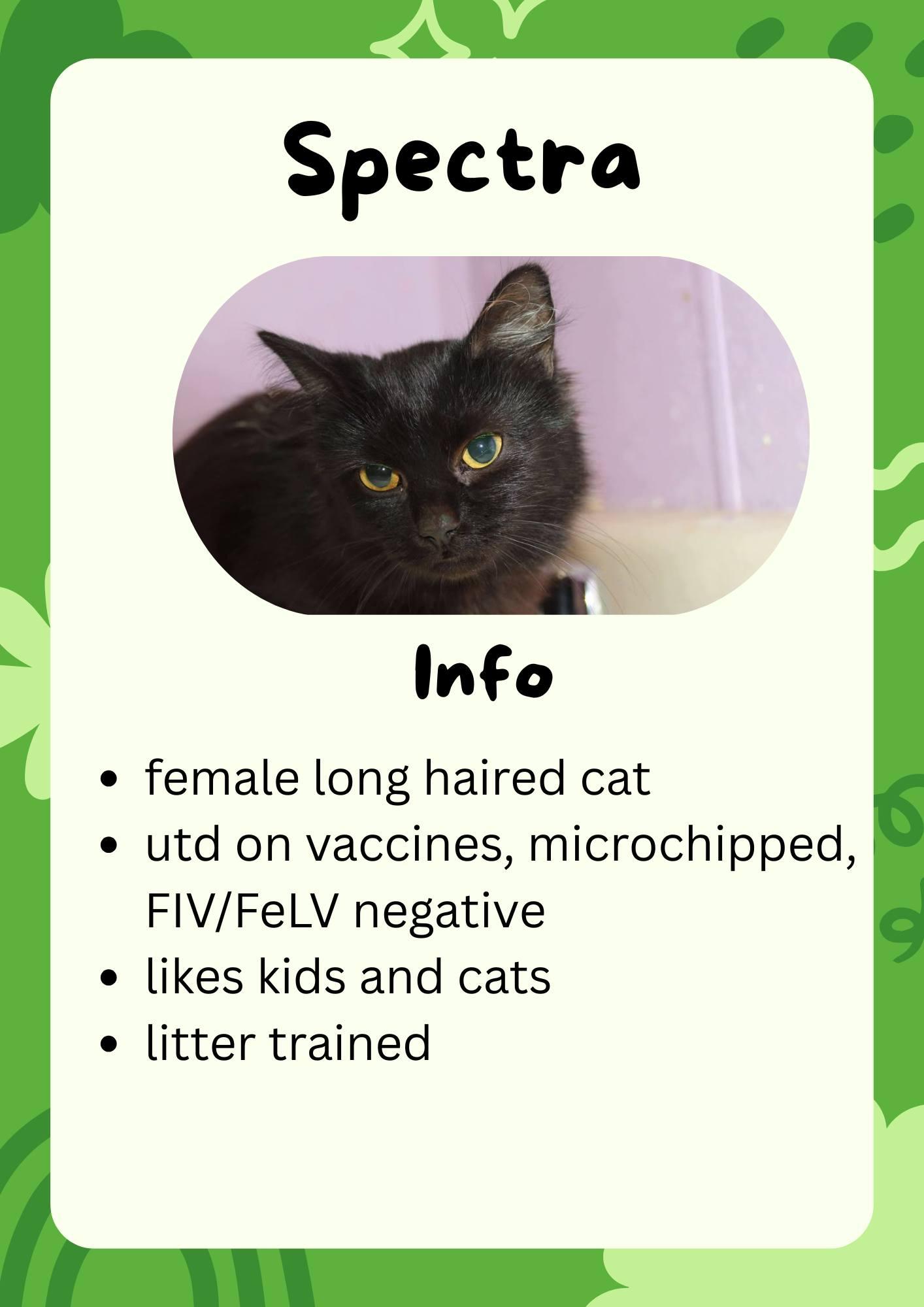 Spectra, Adoptable, Young Female Domestic Short Hair.