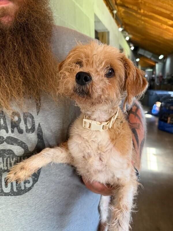 Izzy & Rio (Bonded Sisters) *FOSTER TO ADOPT*, Adoptable, Senior Female Terrier & Chihuahua.