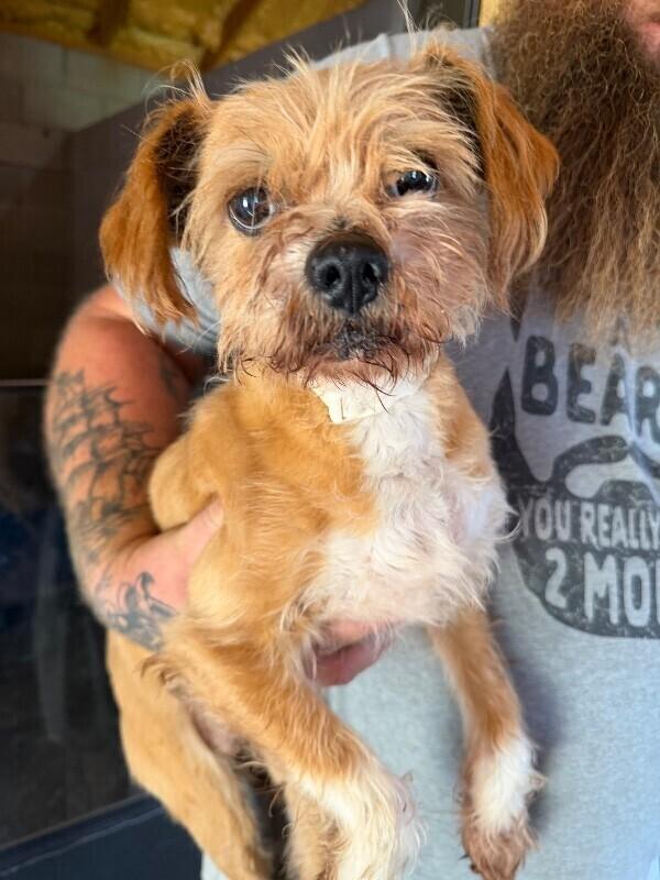 Izzy & Rio (Bonded Sisters) *FOSTER TO ADOPT*, a Adoptable mixed breed in New York, NY image 2/2