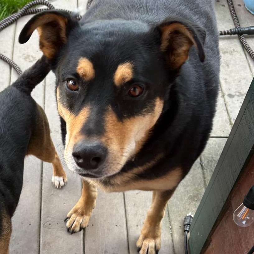Rocky, ADOPTABLE, Adult Male German Shepherd Dog & Rottweiler.