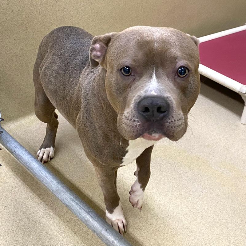 Enlarge Jar Head, a ADOPTABLE Pit Bull Terrier in Monroe, GA image 1/2