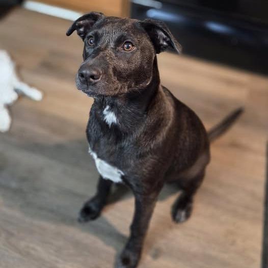 Enlarge Roxie, a Adoptable Mixed Breed in Jeffersonville, IN image 1/5