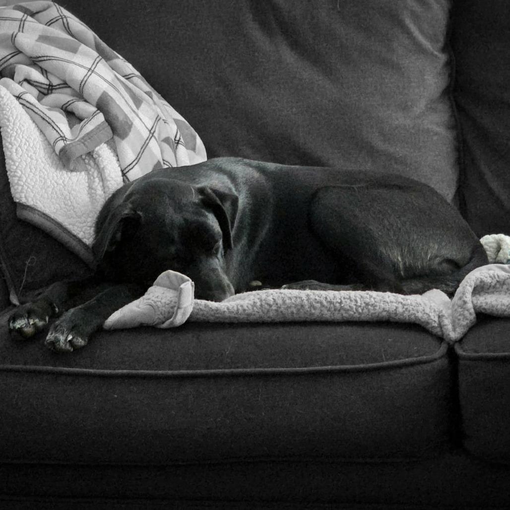 Enlarge Roxie, a Adoptable Mixed Breed in Jeffersonville, IN image 3/5