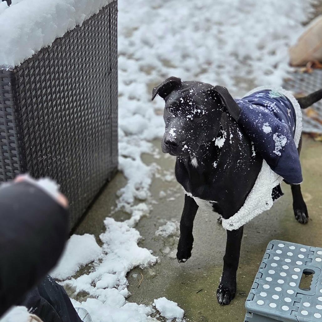 Enlarge Roxie, a Adoptable Mixed Breed in Jeffersonville, IN image 4/5