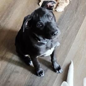 Enlarge Roxie, a Adoptable Mixed Breed in Jeffersonville, IN image 5/5