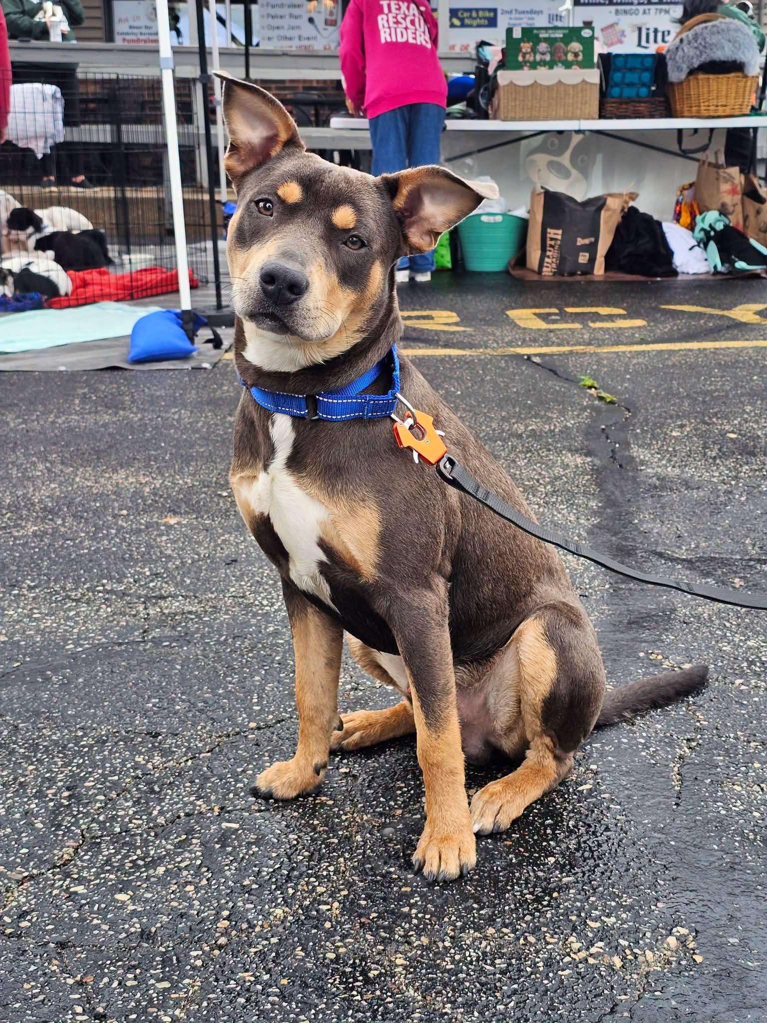 Scooter the happy playful pup, Adoptable, Puppy Male American Staffordshire Terrier & American Bulldog.