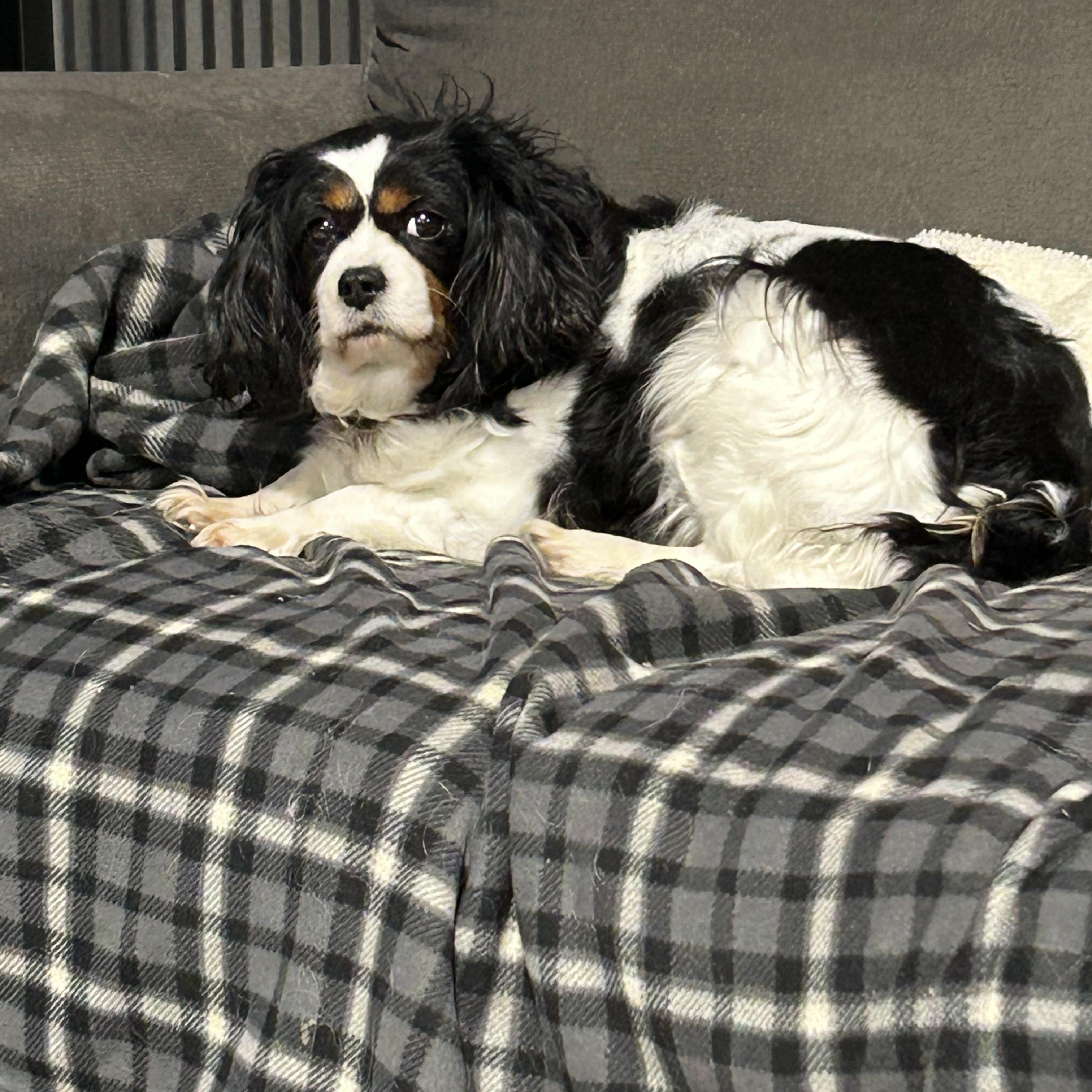 Enlarge Tammy.  Great dog. , a Adoptable Cavalier King Charles Spaniel in Antwerp, OH image 2/3