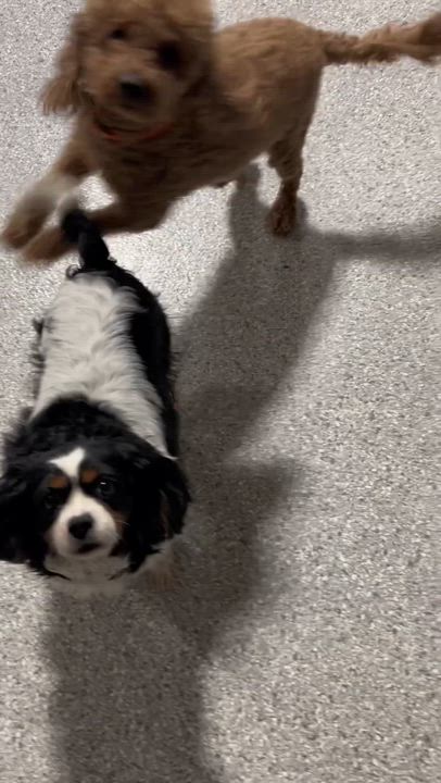 Enlarge Tammy.  Great dog. , a Adoptable Cavalier King Charles Spaniel in Antwerp, OH video 3/3