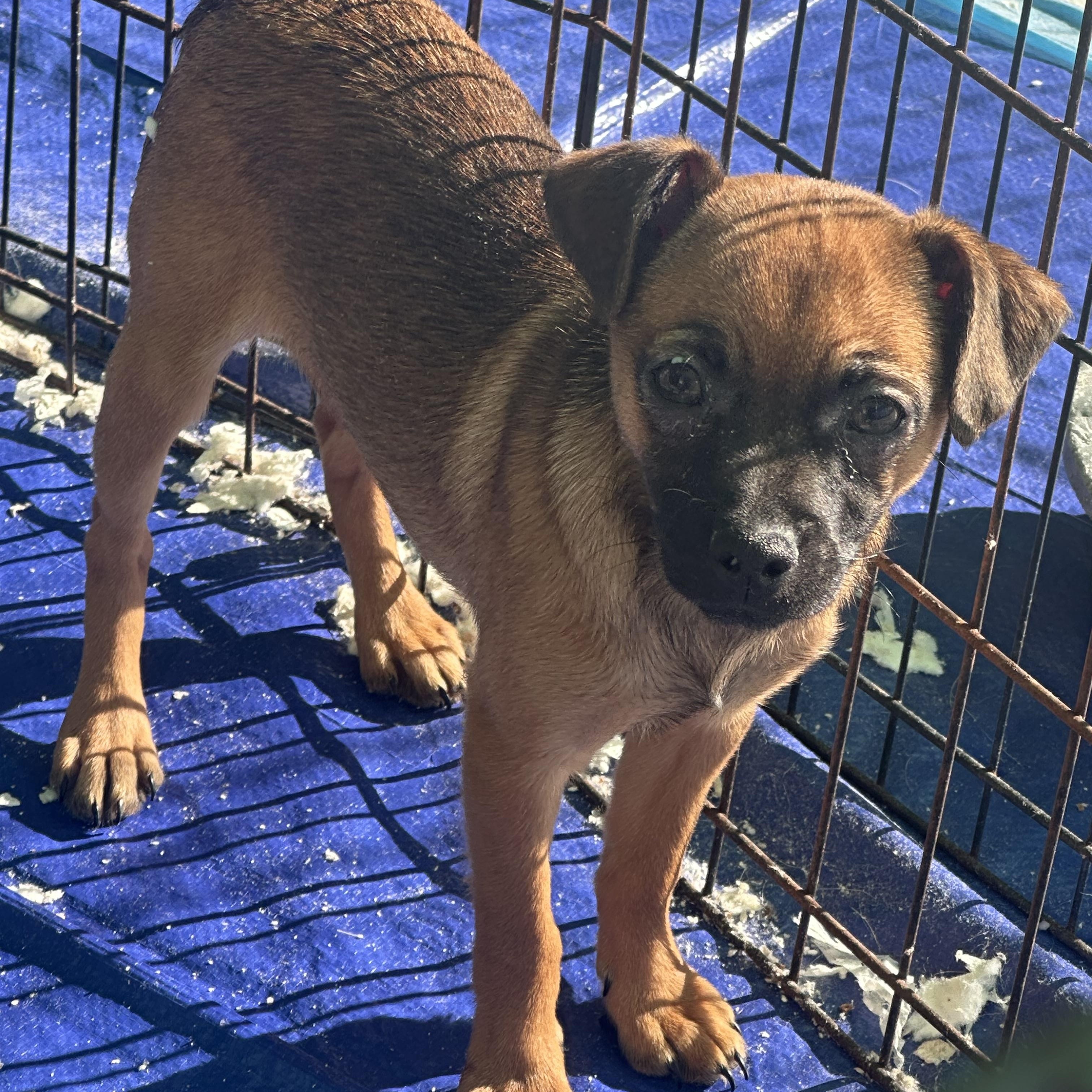 Enlarge Tully, a ADOPTABLE mixed breed in La Palma, CA image 1/2