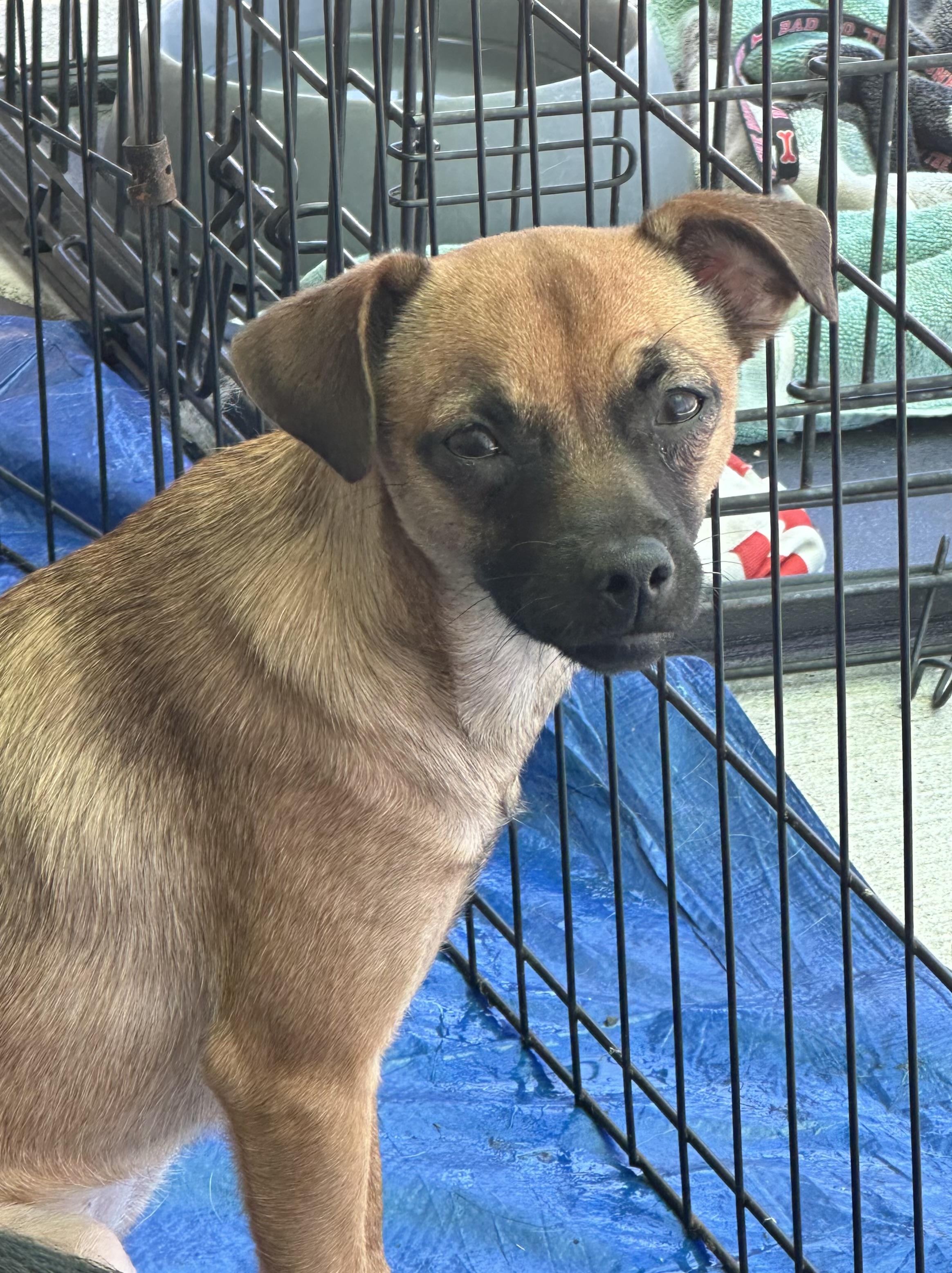 Tully, an adoptable mixed breed in La Palma, CA image 1/2