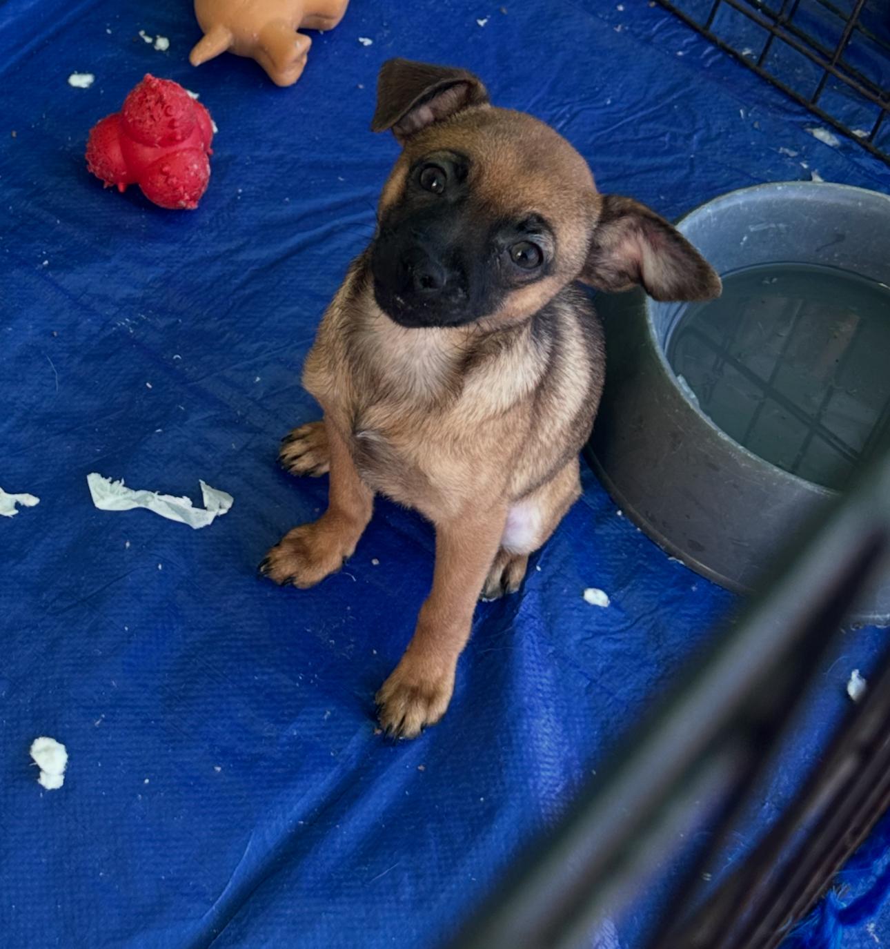 Enlarge Tully, a ADOPTABLE mixed breed in La Palma, CA image 2/2