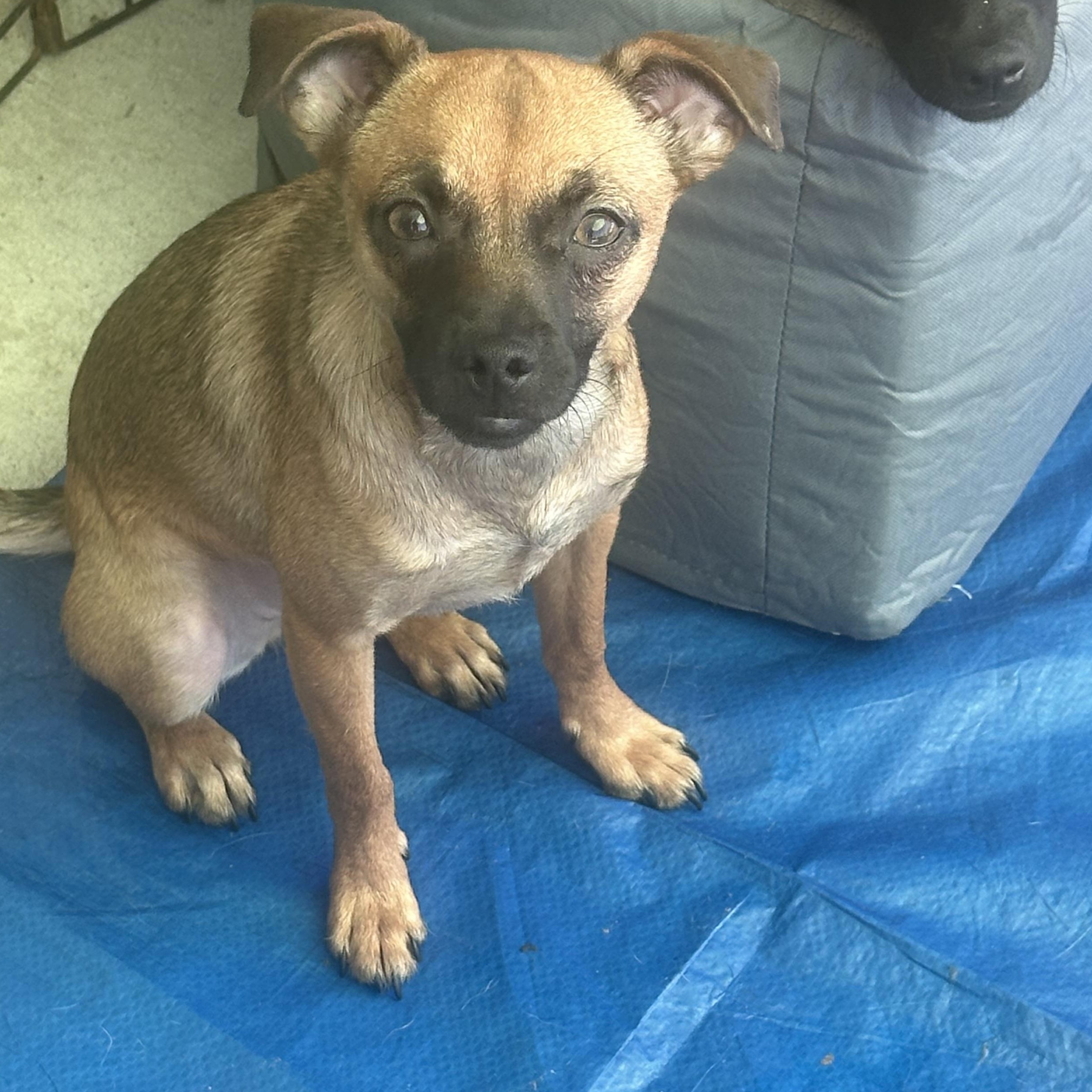 Tully, an adoptable mixed breed in La Palma, CA image 2/2