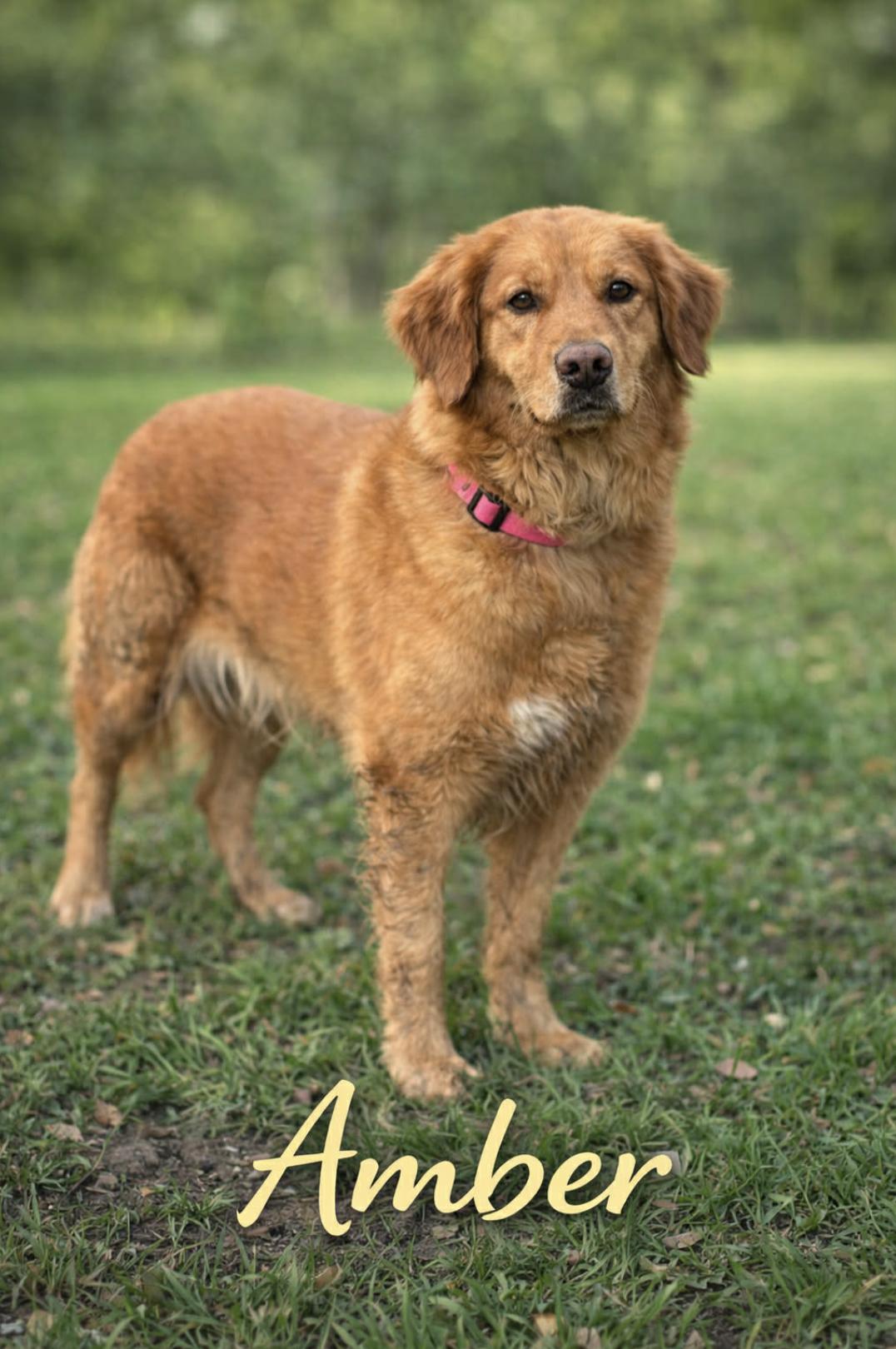 Amber — thumbnail 3