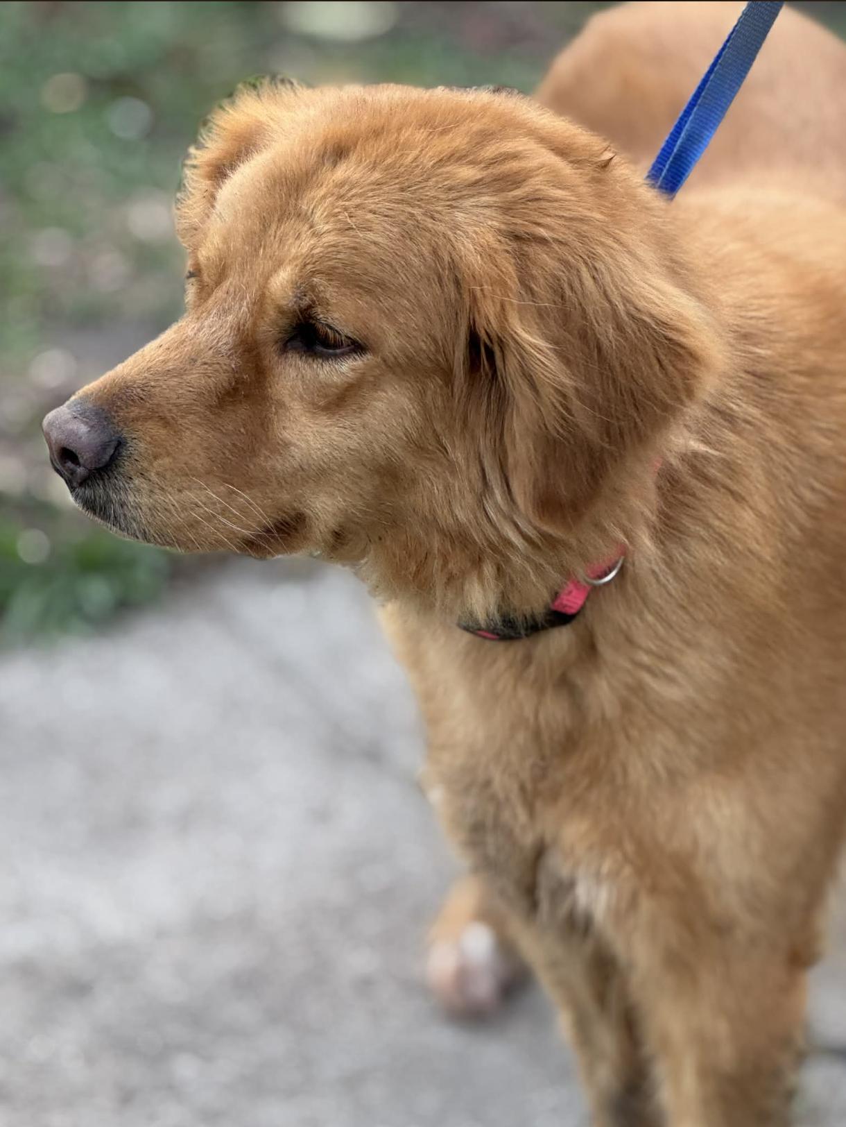 Amber — thumbnail 4