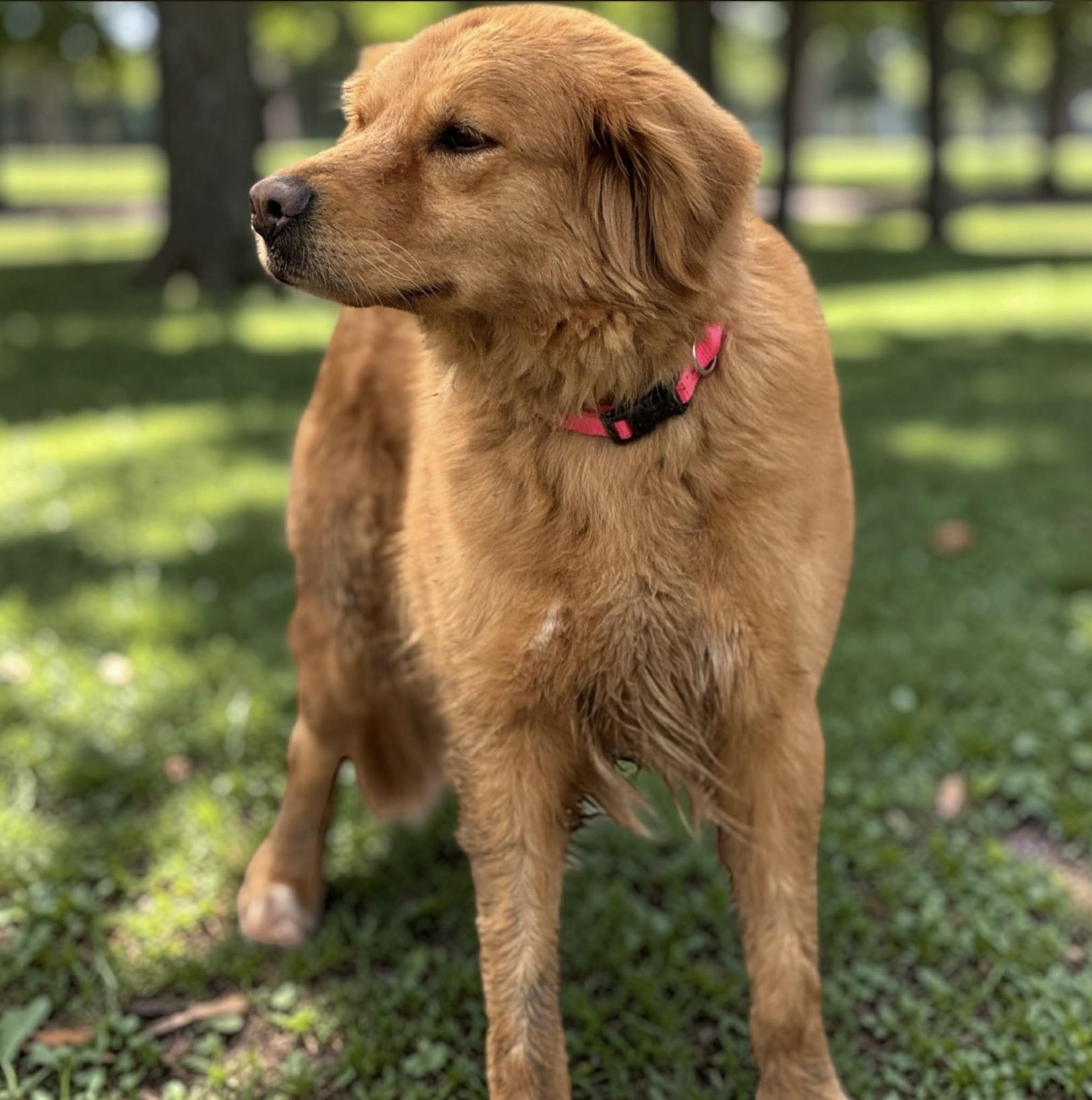 Amber — thumbnail 5