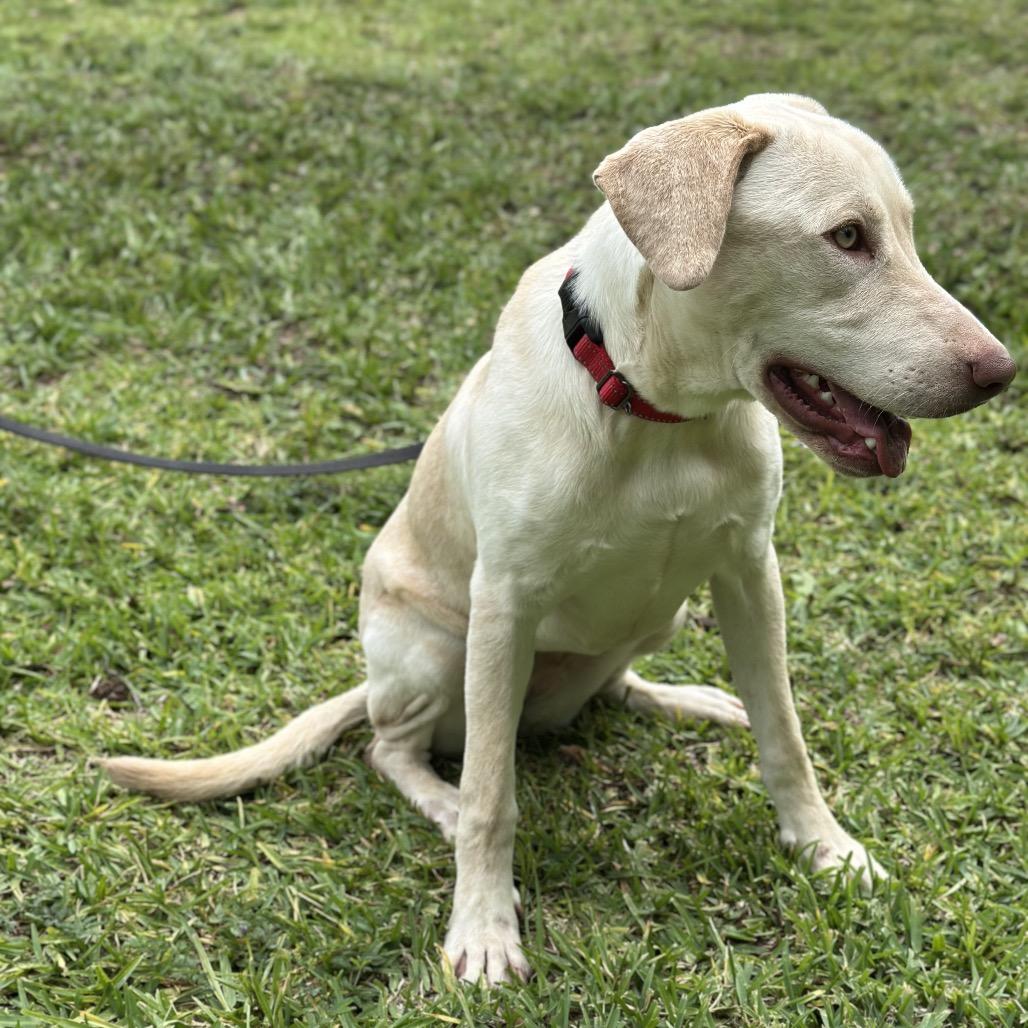 Enlarge Macy, a Adoptable Yellow Labrador Retriever in Missouri City, TX image 2/2
