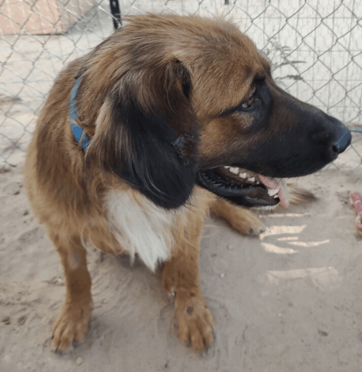 Enlarge COFFEE , a Adoptable mixed breed in Pena Blanca, NM image 2/6