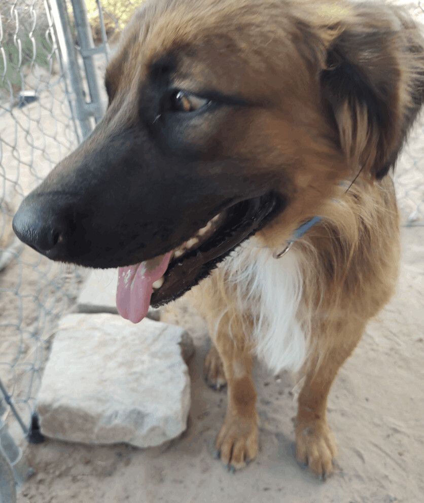 Enlarge COFFEE , a Adoptable mixed breed in Pena Blanca, NM image 3/6