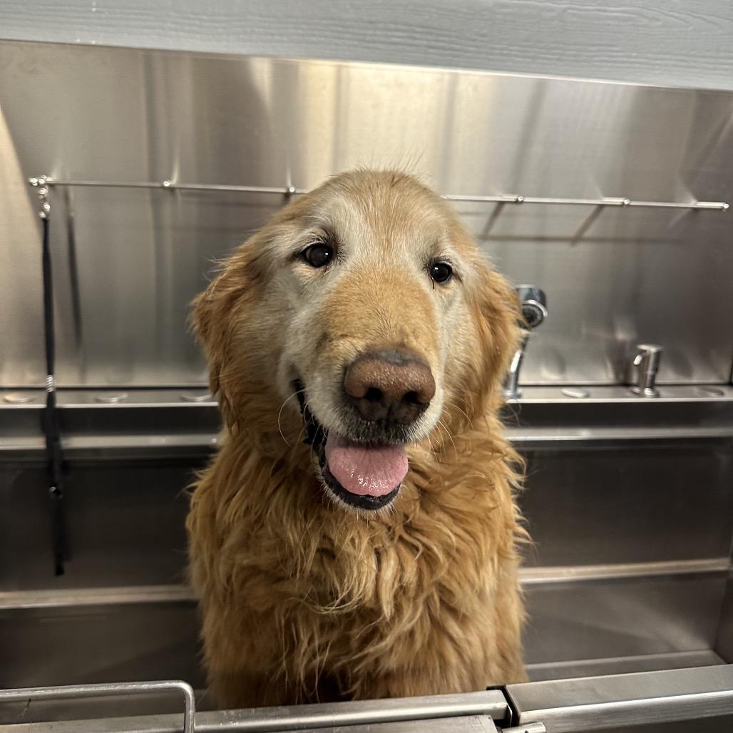 Buster *Stray Hold*, Adoptable, Senior Male Golden Retriever & Mixed Breed.