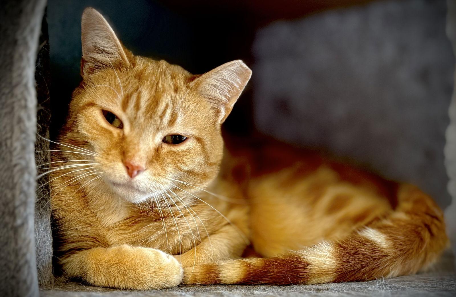 Enlarge Roman, a Adoptable Domestic Short Hair in Pittsburgh, PA image 1/2