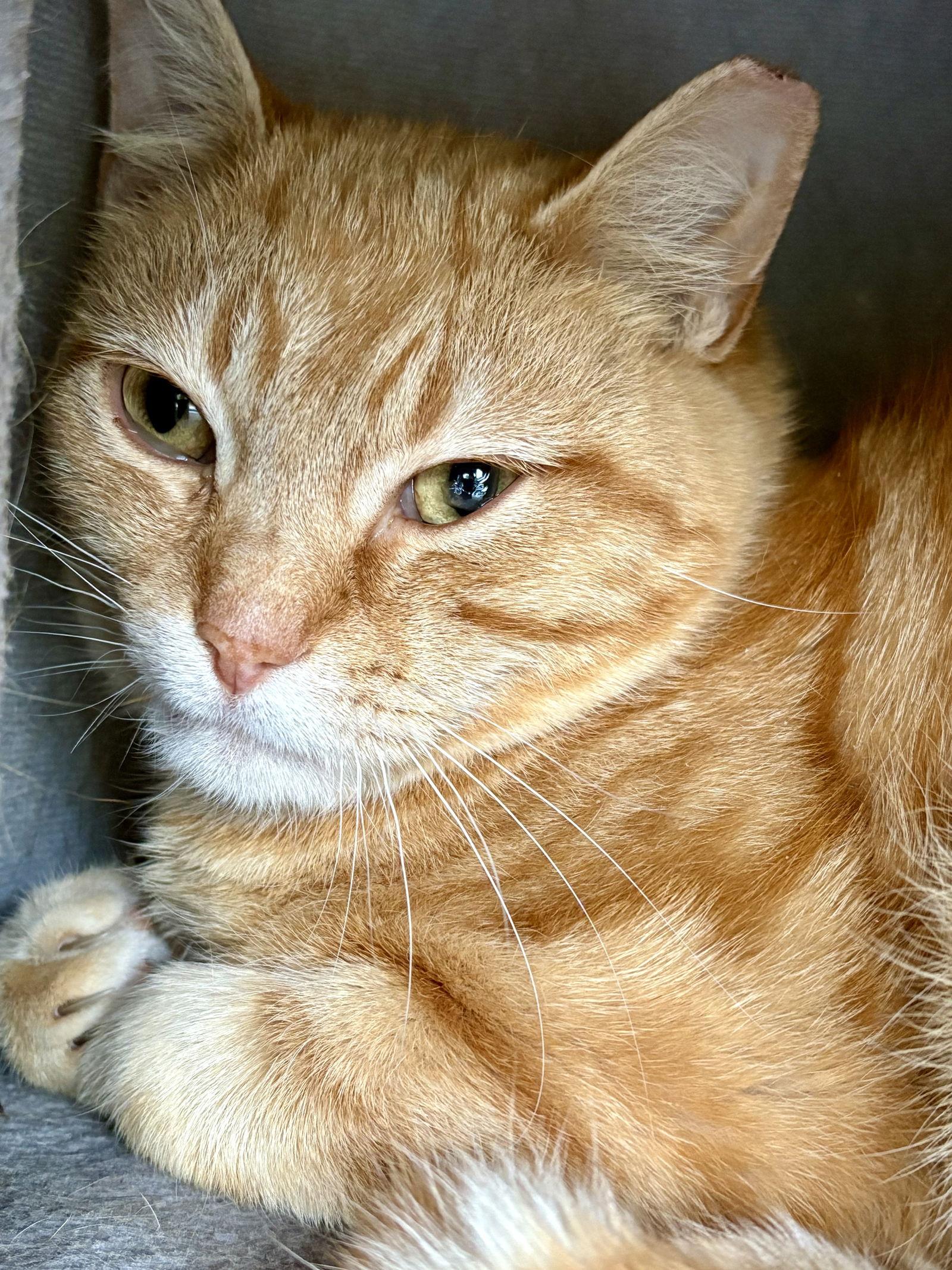 Enlarge Roman, a Adoptable Domestic Short Hair in Pittsburgh, PA image 2/2