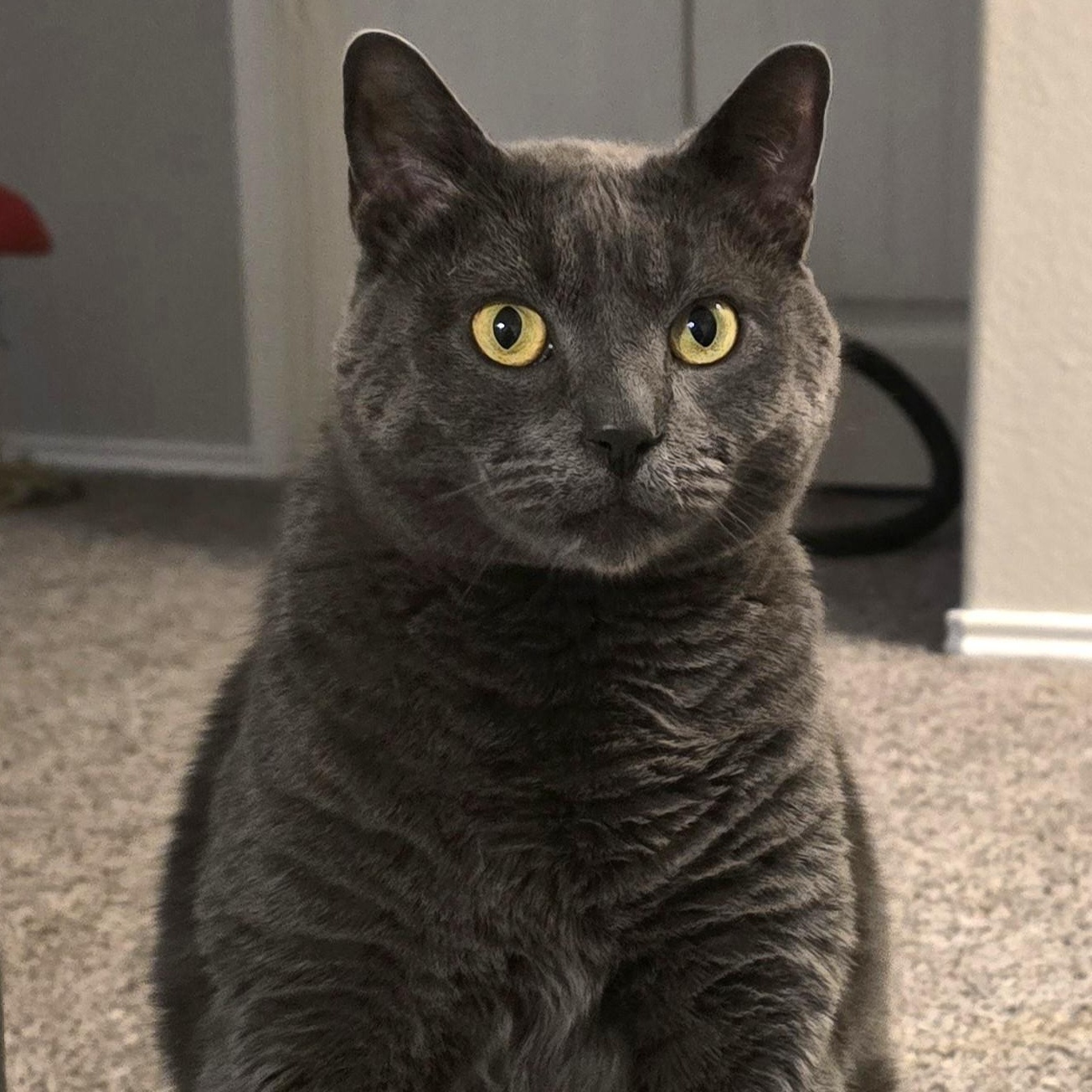 Enlarge Mochi BD, a ADOPTABLE mixed breed in Schertz, TX image 1/3