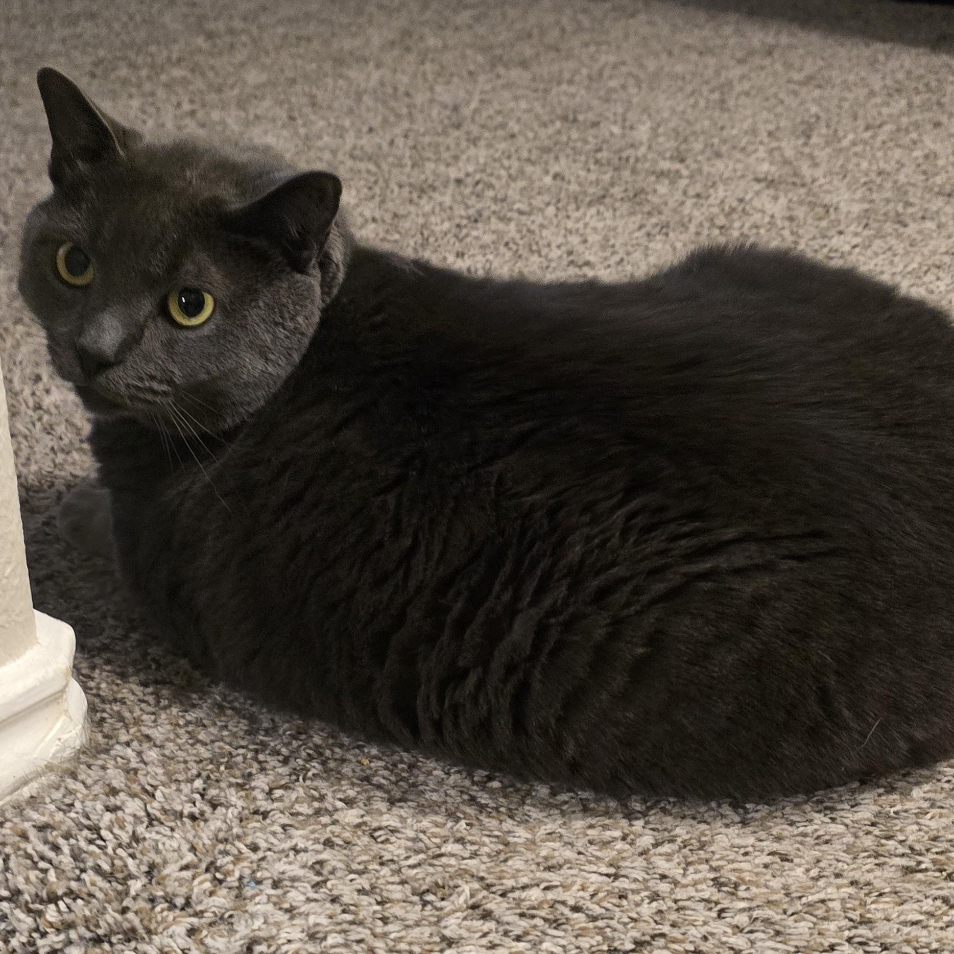 Enlarge Mochi BD, a ADOPTABLE mixed breed in Schertz, TX image 2/3