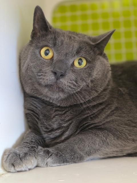 Enlarge Mochi BD, a ADOPTABLE mixed breed in Schertz, TX image 3/3