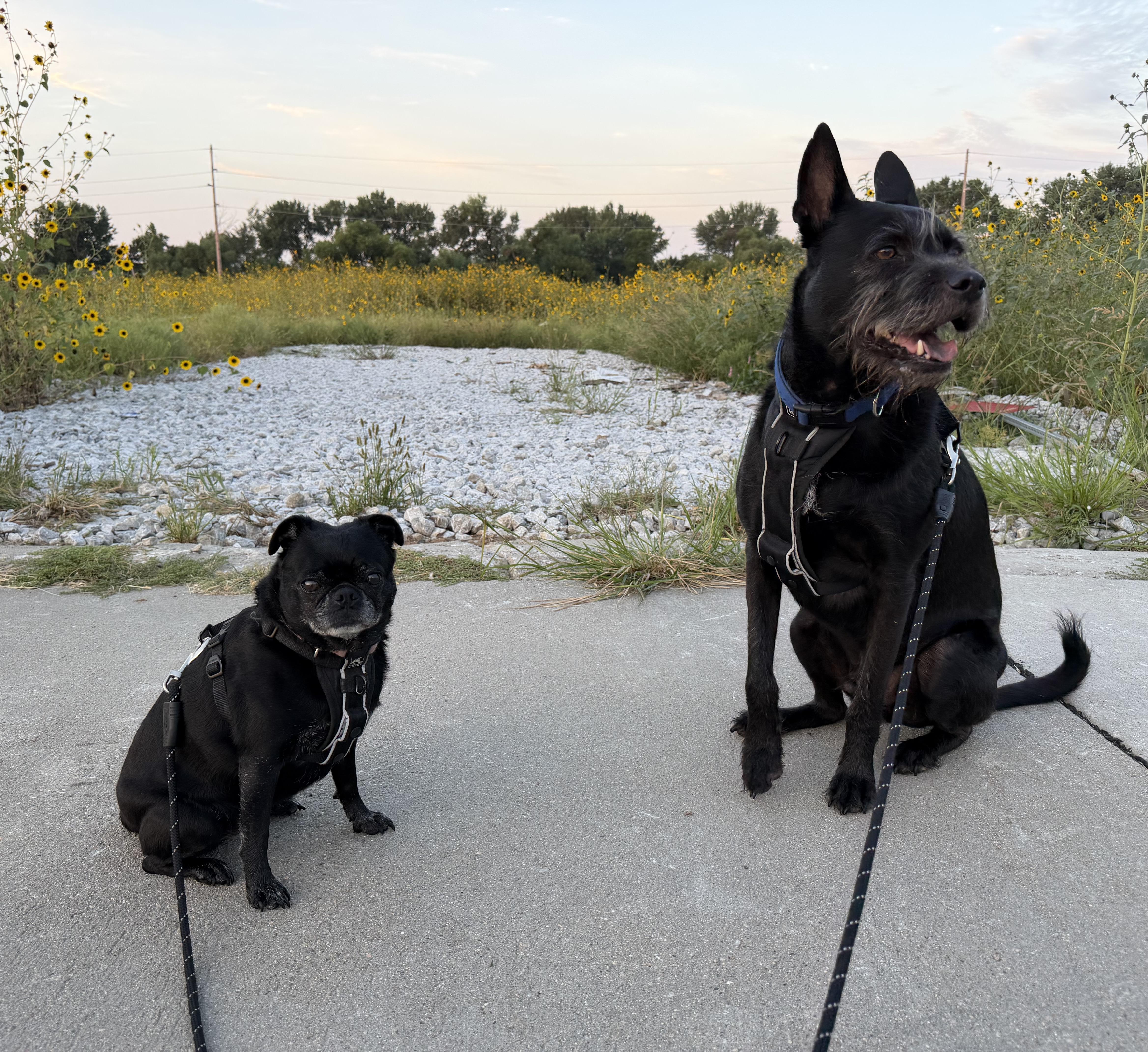 Enlarge Alamo and Margo, a Adoptable mixed breed in Chicago, IL image 6/6