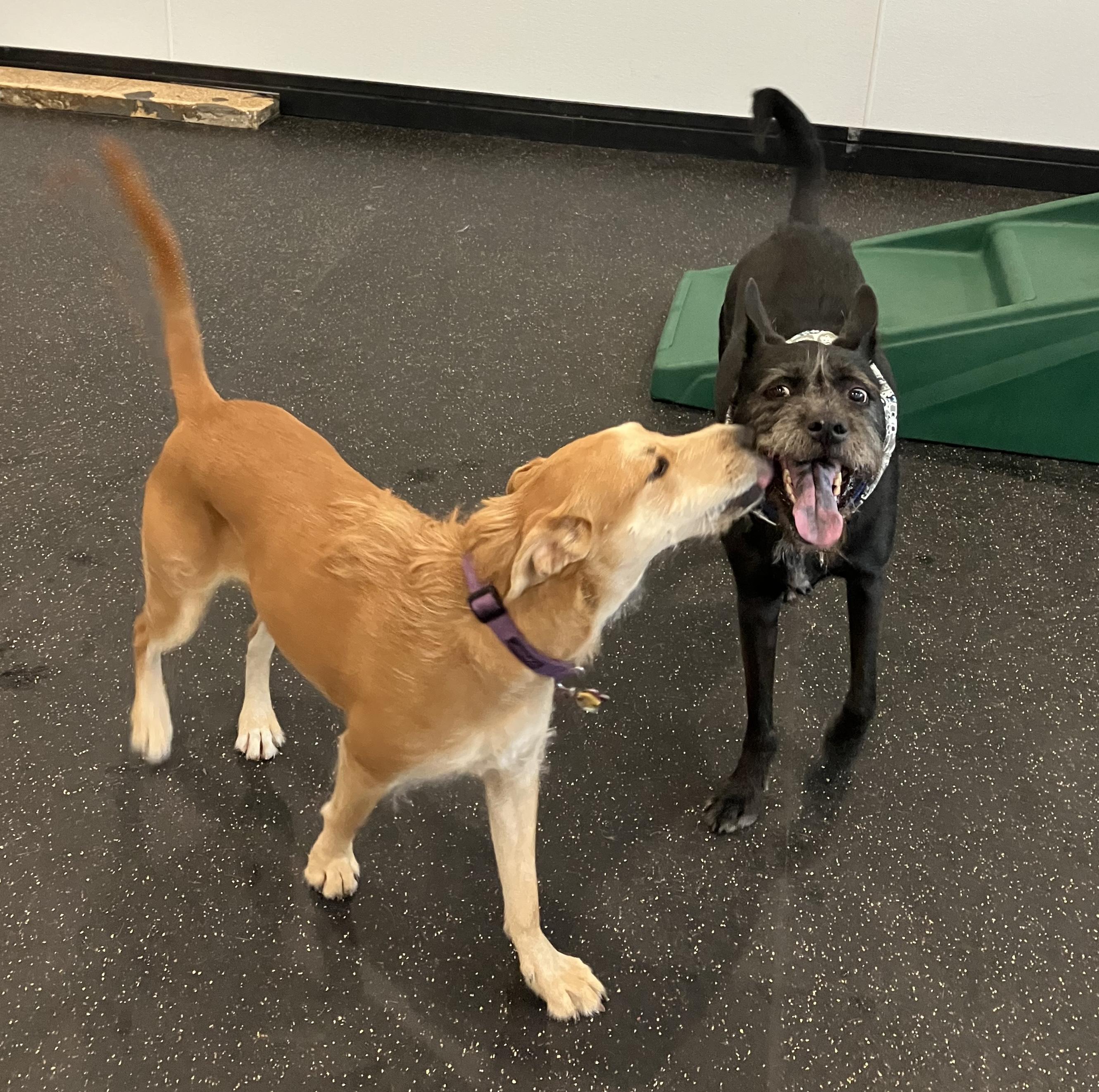 Enlarge Alamo and Margo, a Adoptable mixed breed in Chicago, IL image 5/6