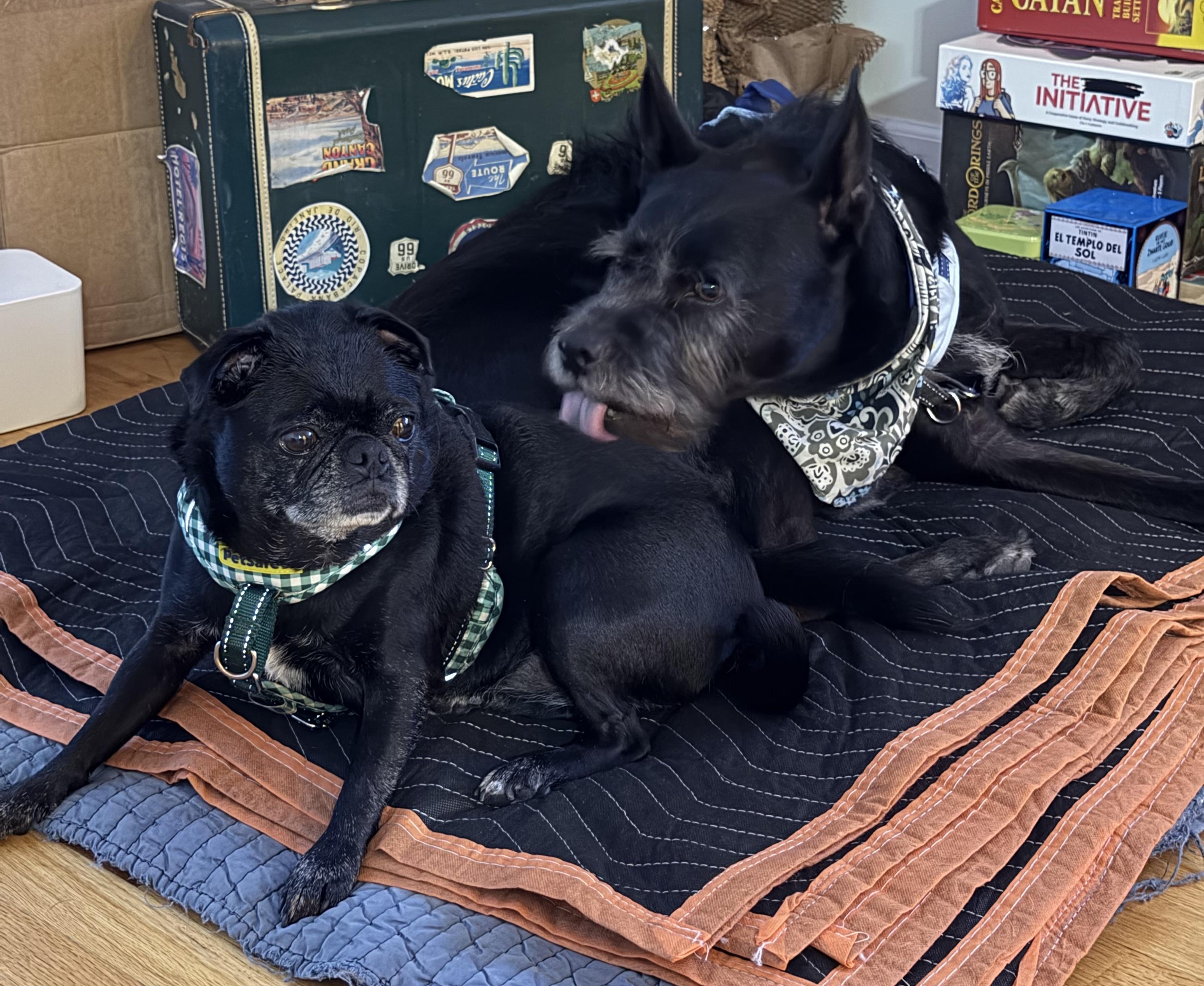 Enlarge Alamo and Margo, a Adoptable mixed breed in Chicago, IL image 3/6