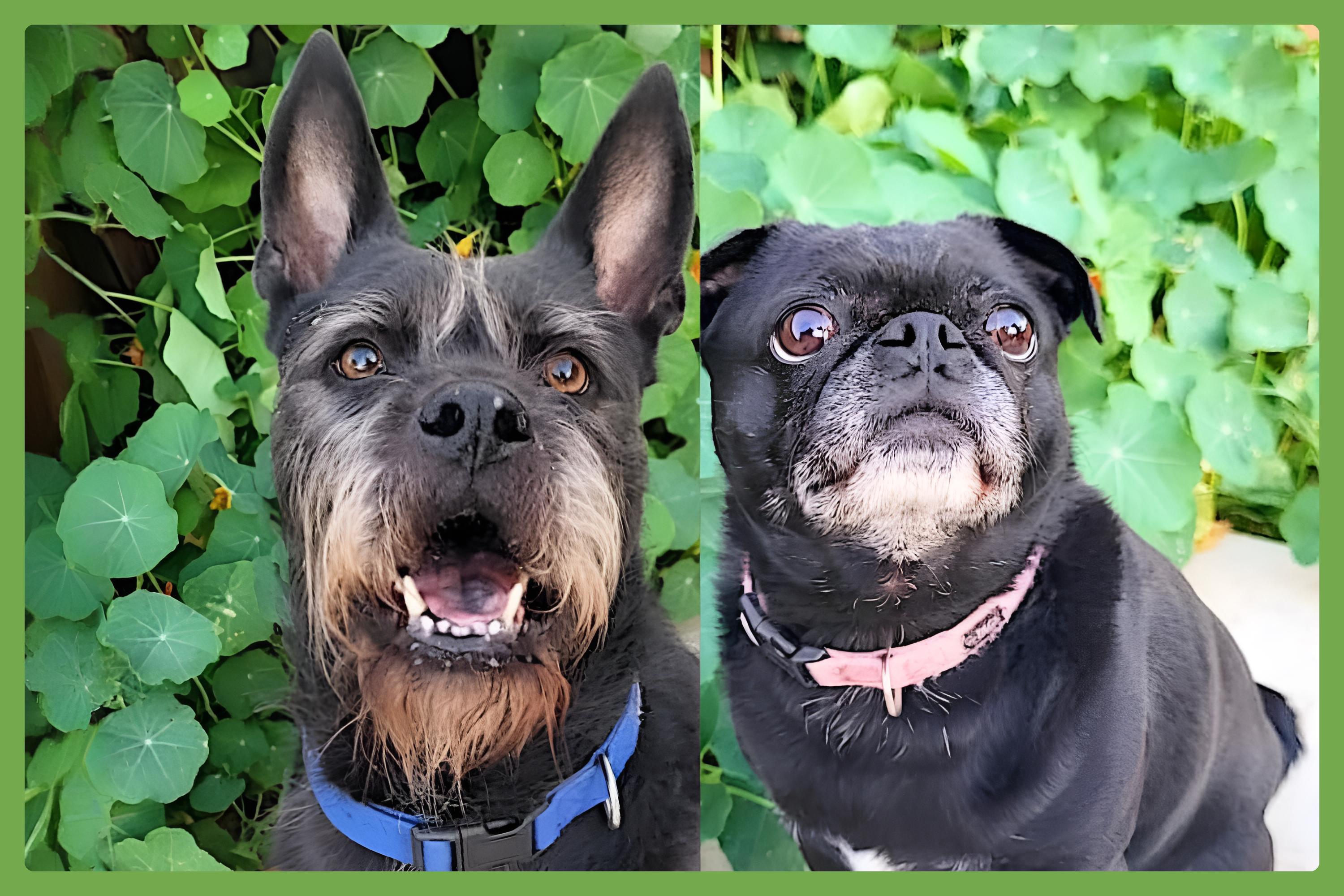 Enlarge Alamo and Margo, a Adoptable mixed breed in Chicago, IL image 1/6