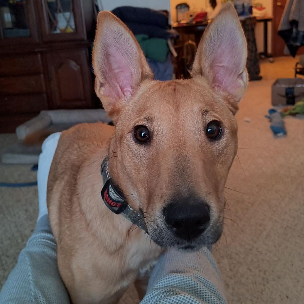 Enlarge Chili, a Adoptable mixed breed in Wadena, MN image 1/6