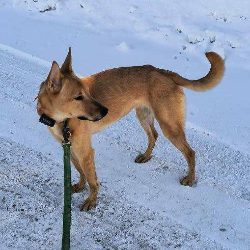 Enlarge Chili, a Adoptable mixed breed in Wadena, MN image 2/6