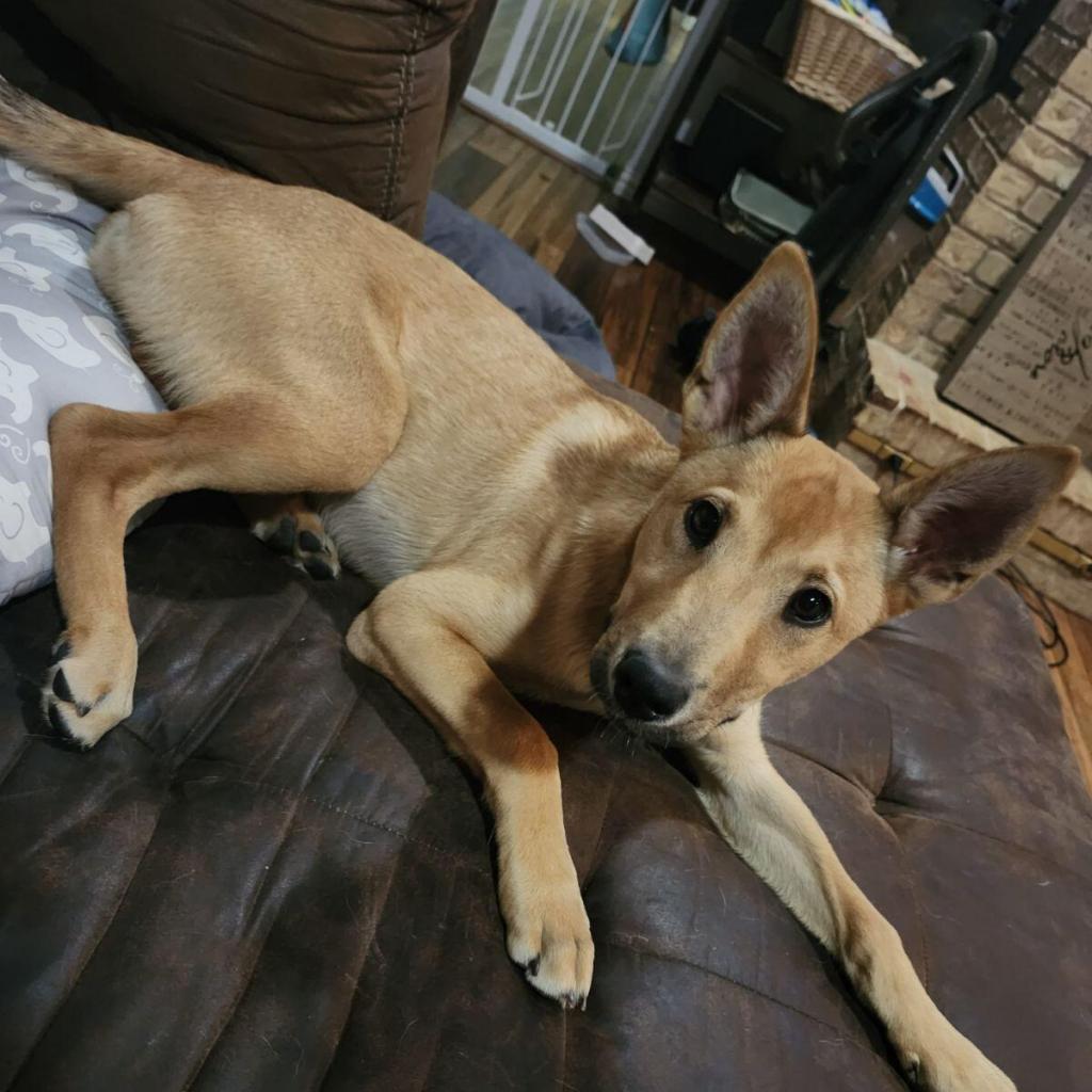 Enlarge Chili, a Adoptable mixed breed in Wadena, MN image 3/6