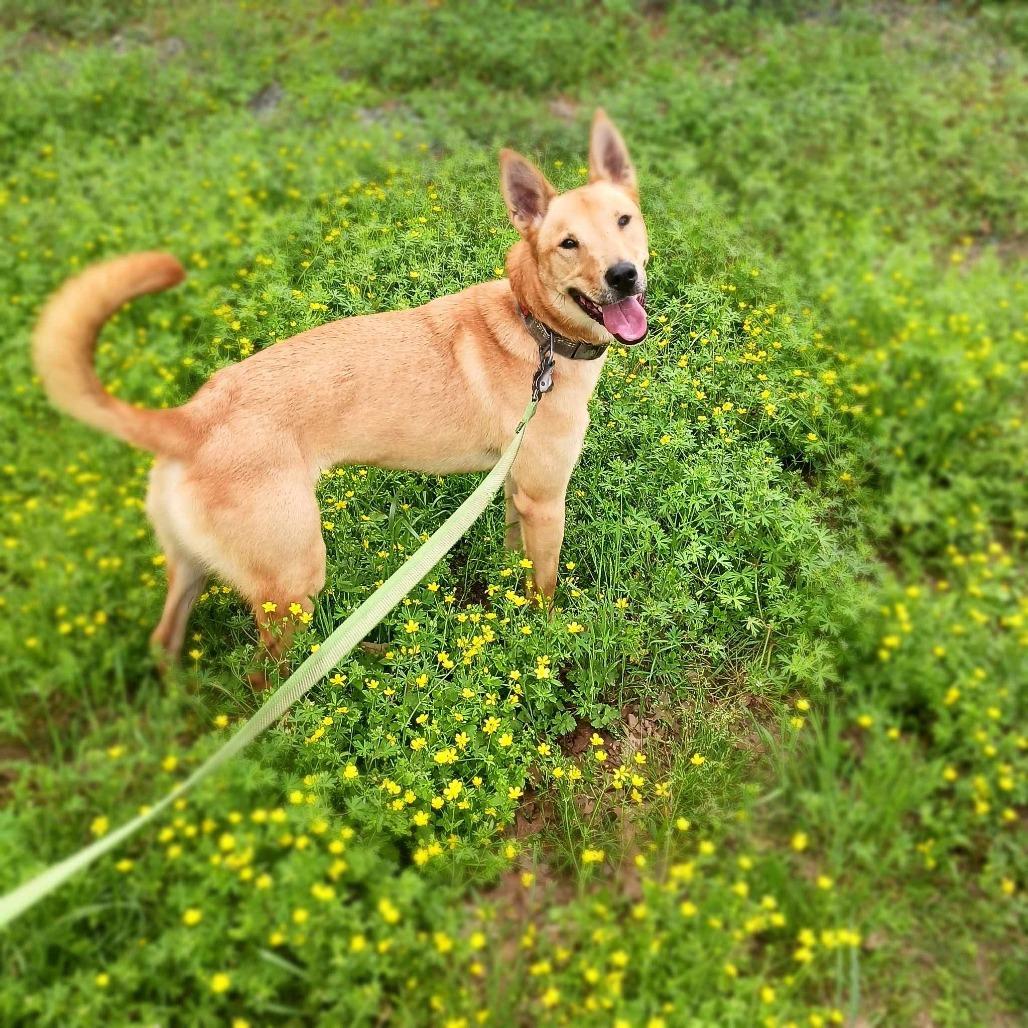Enlarge Chili, a Adoptable mixed breed in Wadena, MN image 4/6