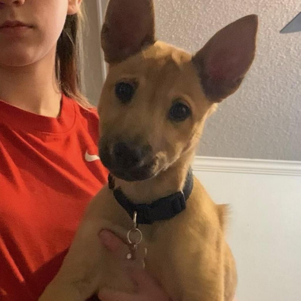 Enlarge Chili, a Adoptable mixed breed in Wadena, MN image 5/6