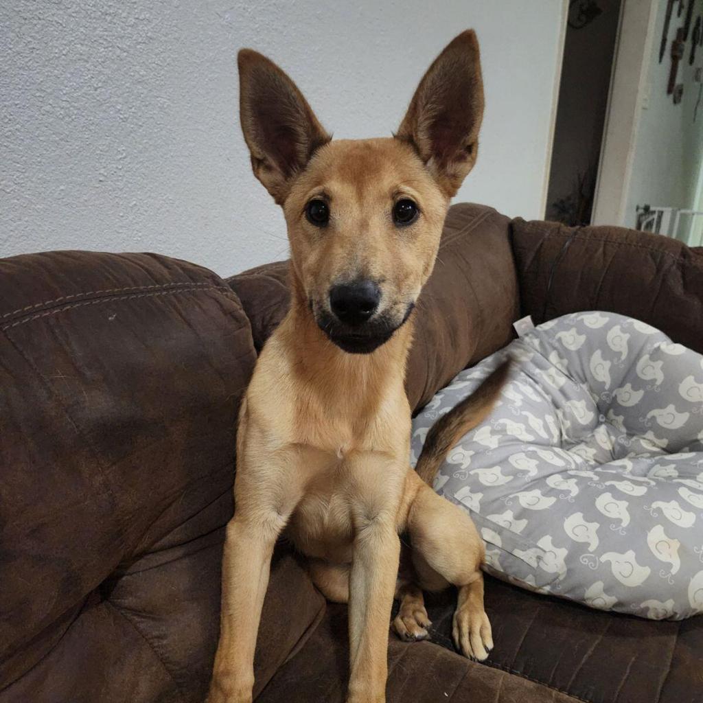 Enlarge Chili, a Adoptable mixed breed in Wadena, MN image 6/6